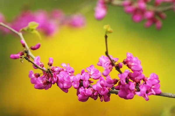 Japanese cherry tree twig in bloom — Stock Photo, Image