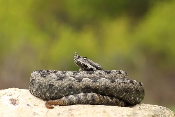 Grande nariz perigoso com chifres víbora basking em uma rocha — Fotografia de Stock