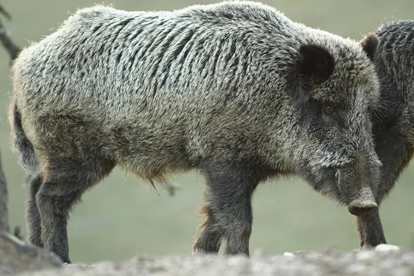 Grande cinghiale all'alba — Foto Stock