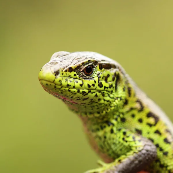 Macro retrato de Lacerta agilis — Foto de Stock