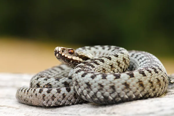 Mannelijke gemeenschappelijke Europese viper koesteren op hout stomp — Stockfoto