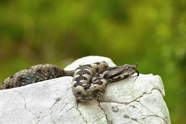 Museau cornu vipère se prélassant sur une roche dans un habitat naturel — Photo