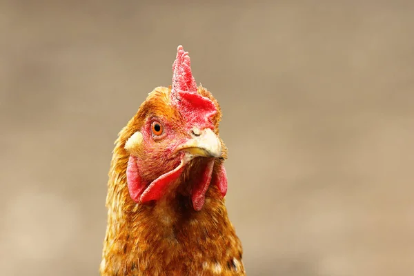 Portret van nieuwsgierig bruine kip — Stockfoto