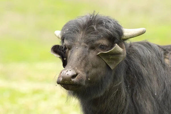 Portret krajowych buffalo — Zdjęcie stockowe