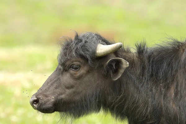 Perfil de búfalo de agua juvenil — Foto de Stock