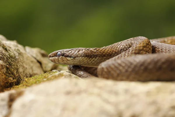 Pürüzsüz yılan doğal yaşam tadını çıkarma — Stok fotoğraf