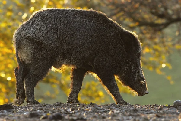 Wilde zwijnen in zonsondergang licht — Stockfoto