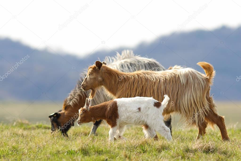 goat family walking on meadow