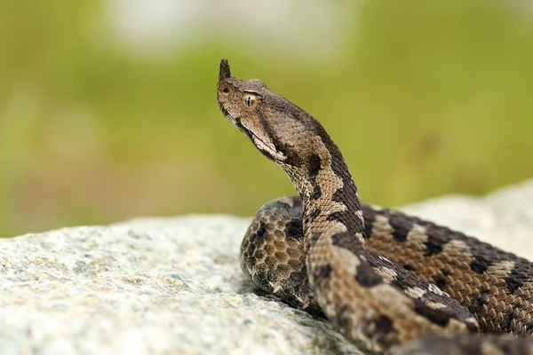 Agresivo macho nariz cornuda víbora — Foto de Stock