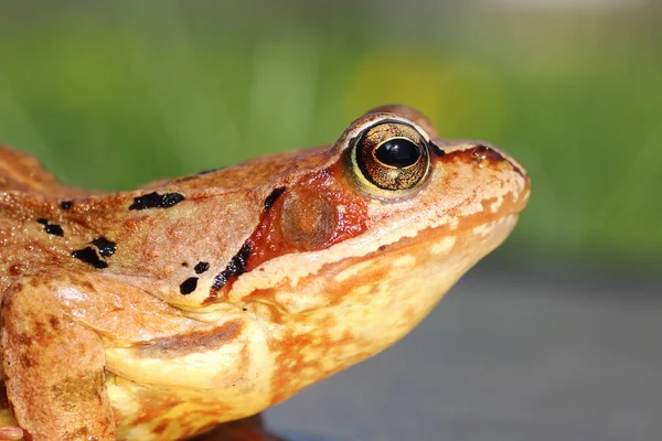 Vista común del perfil de rana —  Fotos de Stock