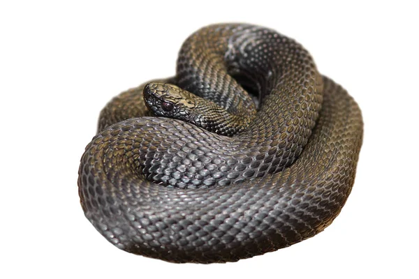 Geïsoleerde zwarte nikolskii viper — Stockfoto