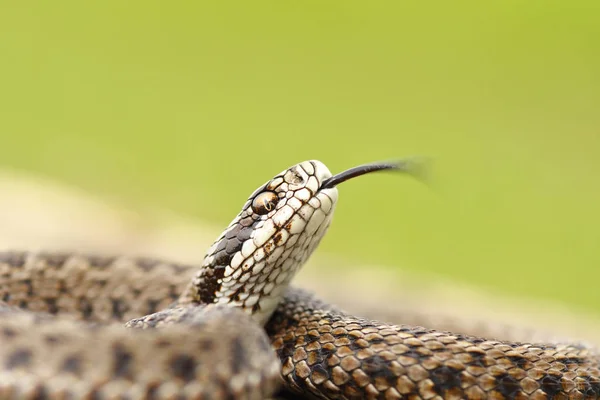 Gambar makro adder meadow adder — Stok Foto