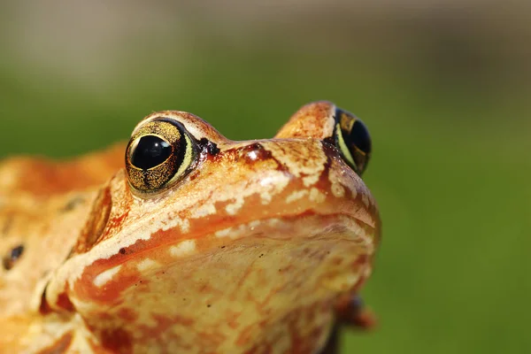 Макропортрет європейської спільної жаби — стокове фото