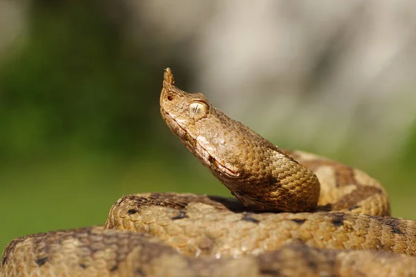 Retrato de serpiente venenosa agresiva —  Fotos de Stock