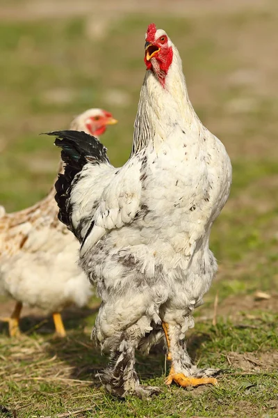 在农家院里的骄傲的公鸡唱歌 — 图库照片