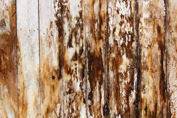 금형 및 곰 팡이 습기 가문비나무 널빤지에 — 스톡 사진
