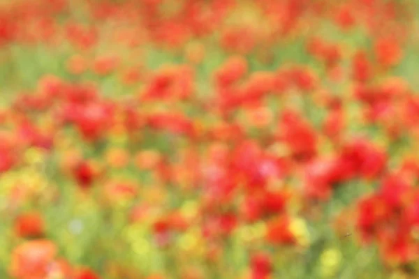 Vista abstracta del campo de amapolas rojas — Foto de Stock