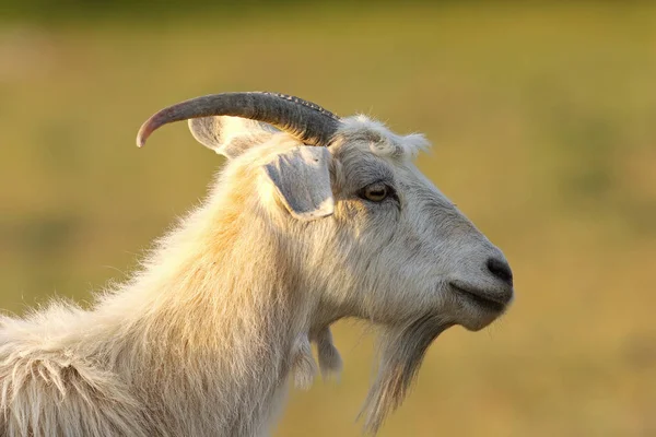 Bearded white goat — Stock Photo, Image