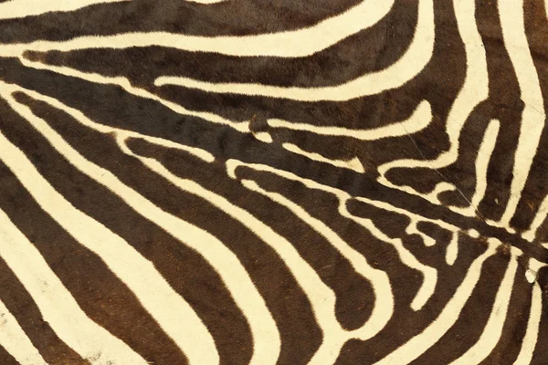 Abstract texture of zebra fur — Stock Photo, Image