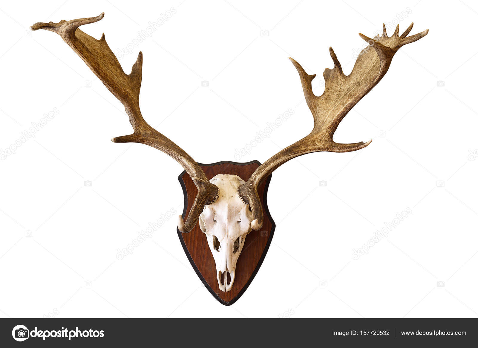 deer trophy