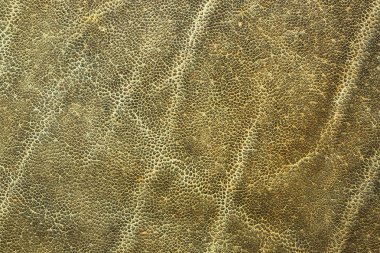 Afrika fili deri detay