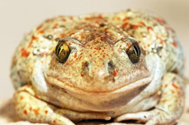 garlic toad beautiful portrait clipart