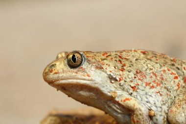 ortak spadefoot kurbağa makro görüntü