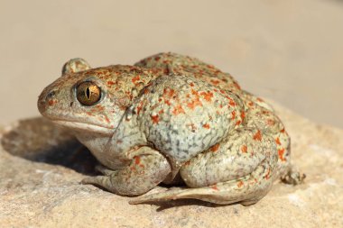 profile view of garlic toad clipart