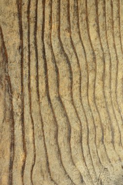 texture of fir plank clipart