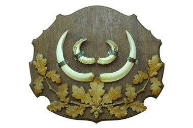 yaban domuzu av kupa