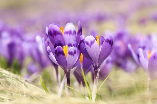 Closeup of wild saffron flowers — Stock Photo, Image
