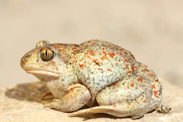 Colorful garlic toad — Stock Photo, Image