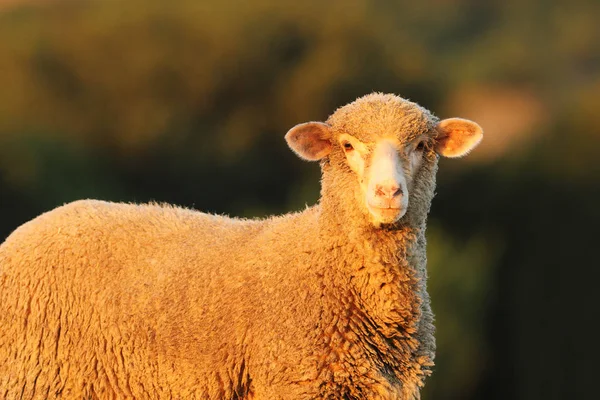 Цікаво овець портрет — стокове фото