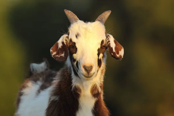 かわいい斑点のあるヤギの子供 — ストック写真