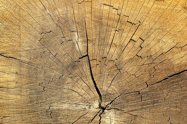 スプルースの木材に亀裂 — ストック写真