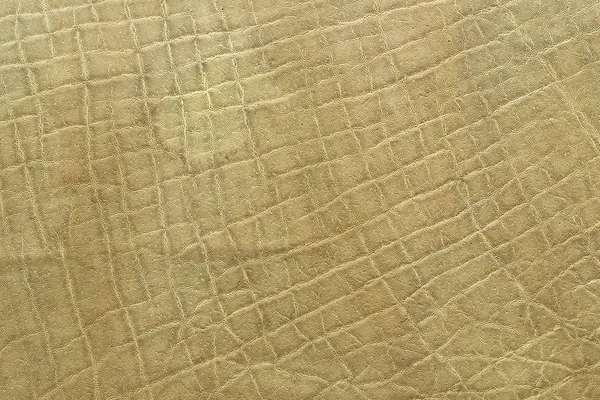 Detail of elephant pelt — Stock Photo, Image