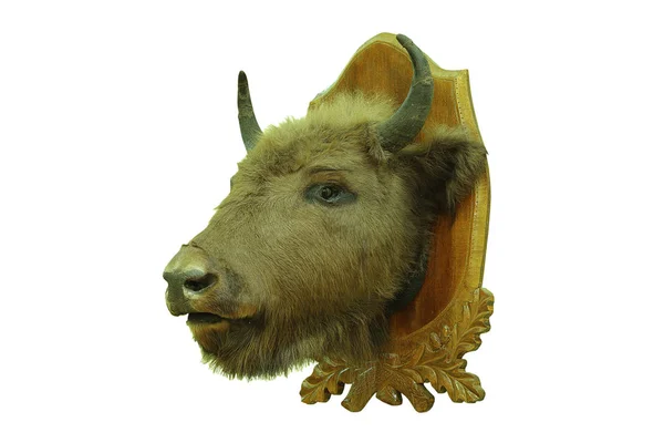 European bison hunting trophy — Stock Photo, Image