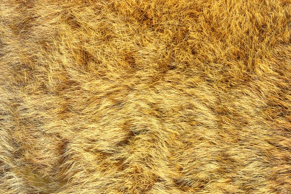 Europese lynx echte pelt — Stockfoto