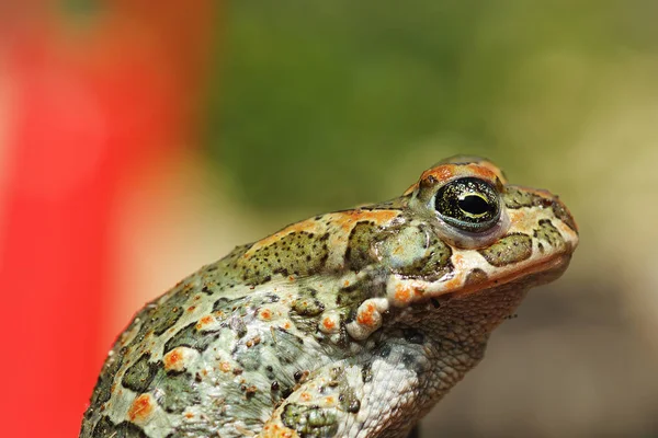 Зелена європейська жаба крупним планом 1 — стокове фото