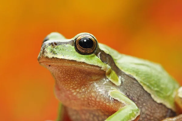 カラフルな背景の上の緑のアマガエル肖像画 — ストック写真