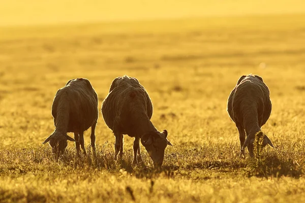 Stado owiec pastwisk o świcie — Zdjęcie stockowe
