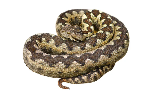 Serpent venimeux européen isolé — Photo