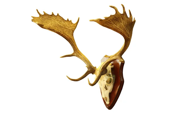 Isolated large fallow deer stag trophy — Stock Photo, Image