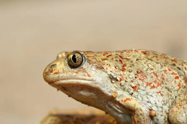 Макрозображення звичайної жаби для ніг — стокове фото