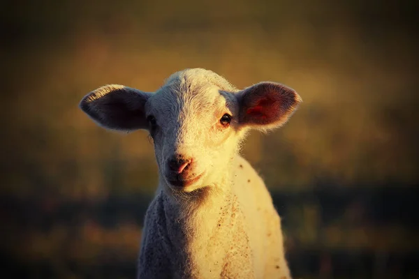 Portrait of white lamb — Stock Photo, Image