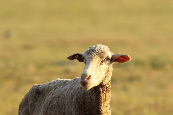 Porträt weißer Schafe — Stockfoto