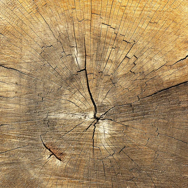 Detalhe texturizado de anéis anuais em madeira — Fotografia de Stock