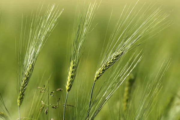Picos de trigo na primavera — Fotografia de Stock