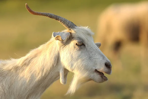 Retrato de cabra macho blanco — Foto de Stock