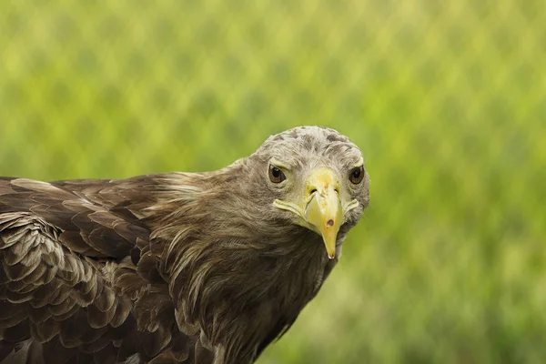 Retrato águila de cola blanca —  Fotos de Stock